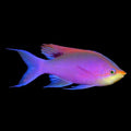 Purple Queen Anthias Male