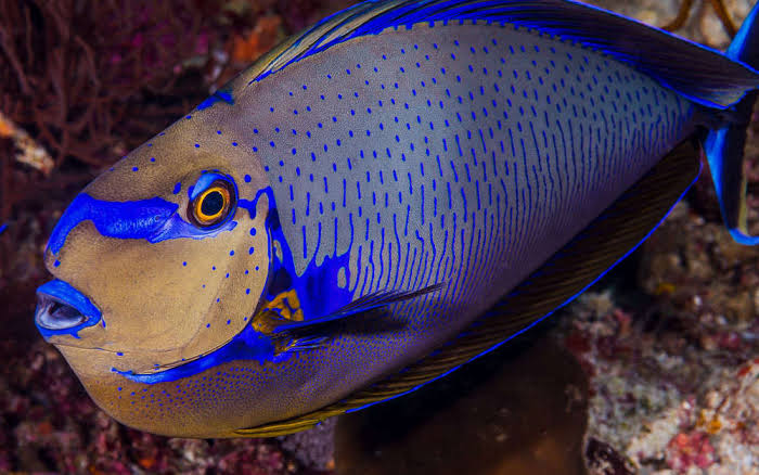 Vlamingii Tang