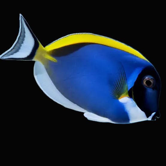 Powder Blue Tang