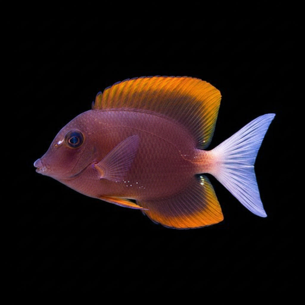 Tomini Tang