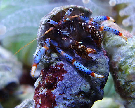 Blue Leg Hermit Crabs