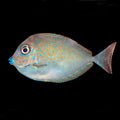 Vlamingii Tang