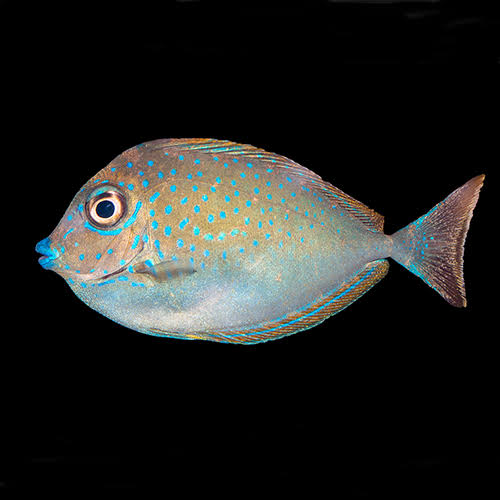 Vlamingii Tang