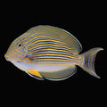 Clown Tang