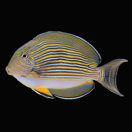Clown Tang