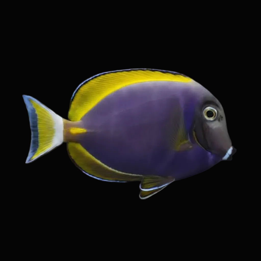 Purple Powder Blue Tang