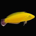 Yellow Wrasse