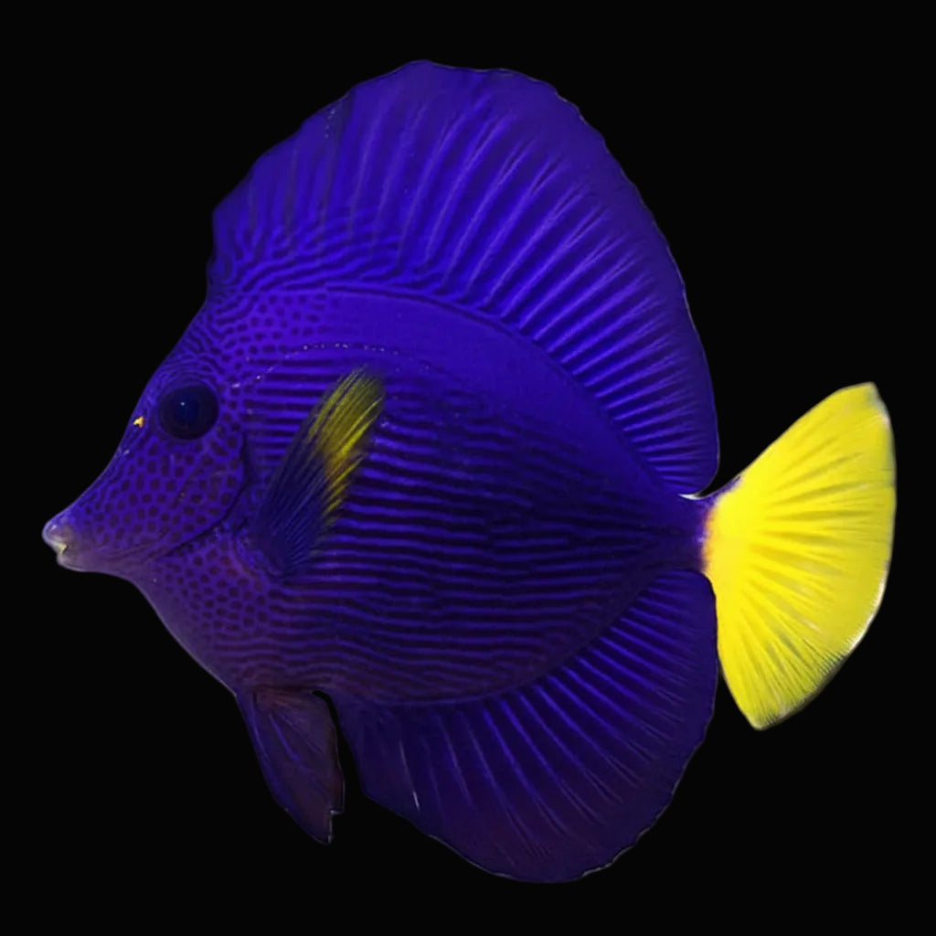 Purple Tang
