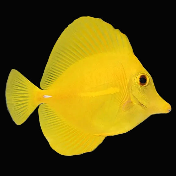 Captive Bred Yellow Tang