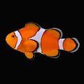 Ocellaris Clownfish