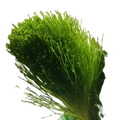 Rooted Plants - Shaving Brush
