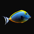 Blonde Naso Tang