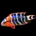 Red Breasted Wrasse