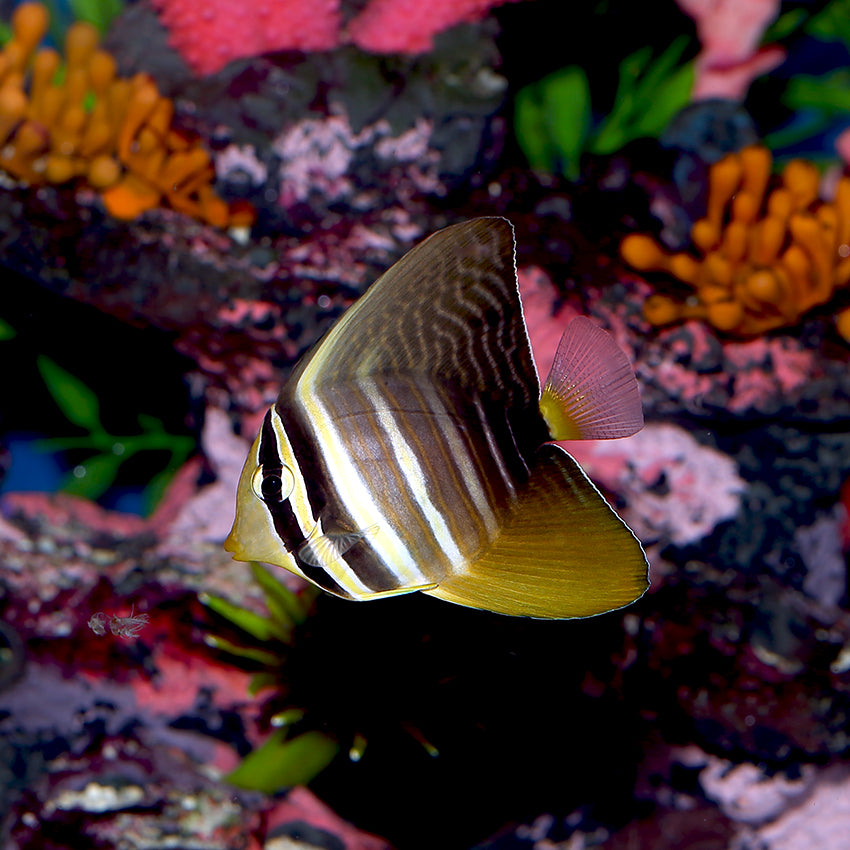 Sailfin Tang