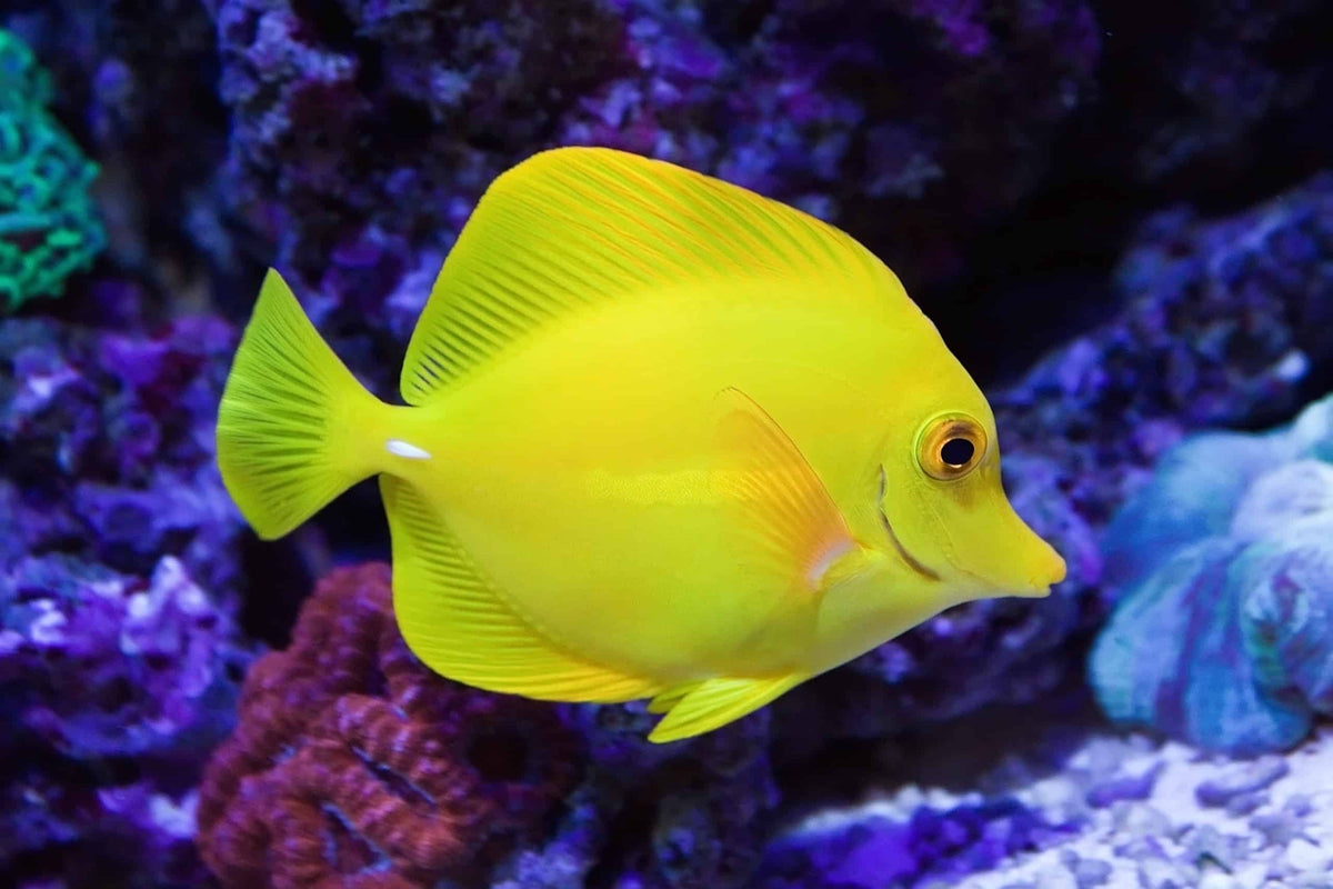 Captive Bred Yellow Tang