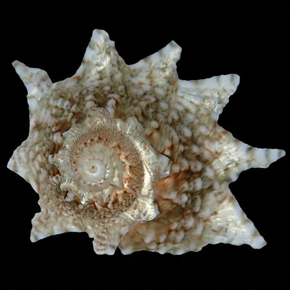 Ninja Star Snail